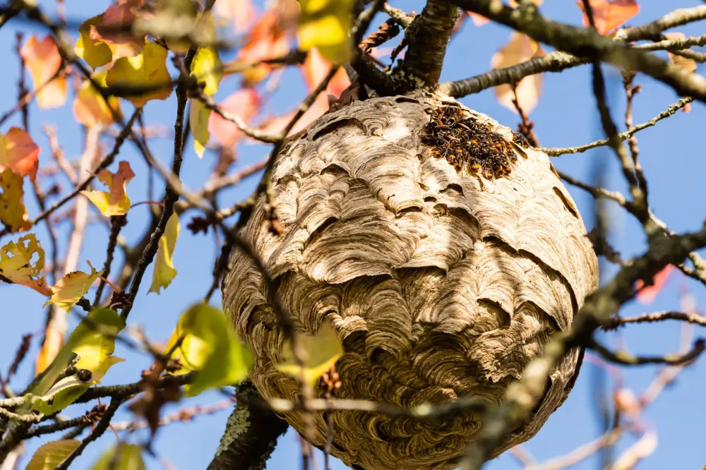 Nid de frelons asiatiques dans un arbre - Guêpes-Apens